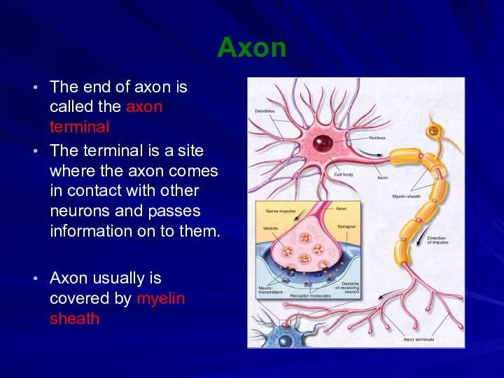 Axon The end of axon is called the axon terminal The terminal is