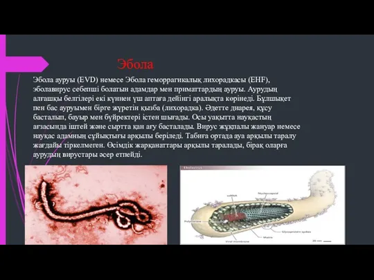 Эбола Эбола ауруы (EVD) немесе Эбола геморрагикалық лихорадкасы (EHF), эболавирус