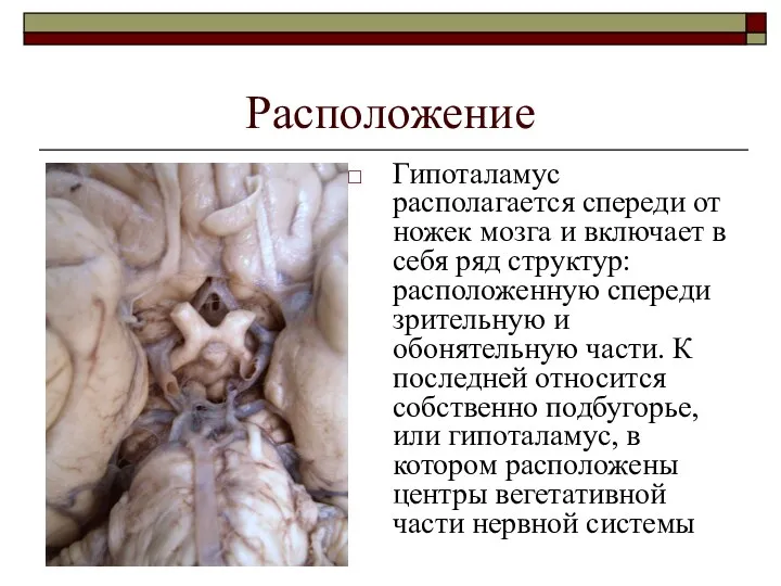Расположение Гипоталамус располагается спереди от ножек мозга и включает в