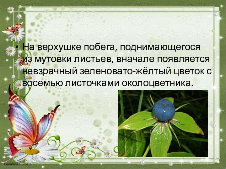 На верхушке побега, поднимающегося из мутовки листьев, вначале появляется невзрачный зеленовато-жёлтый цветок с восемью листочками околоцветника.