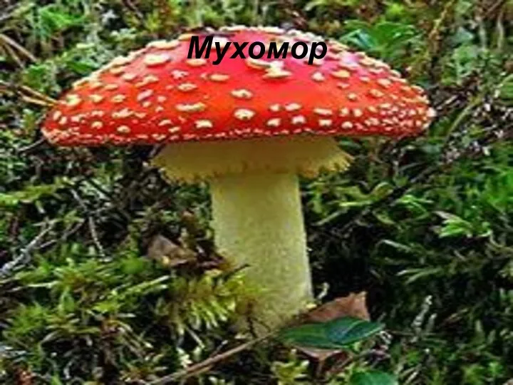 Мухомор