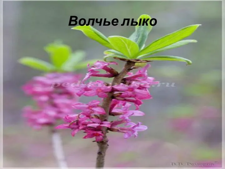 Волчье лыко