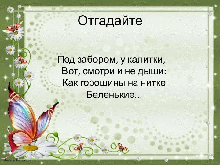 Отгадайте Под забором, у калитки, Вот, смотри и не дыши: Как горошины на нитке Беленькие...