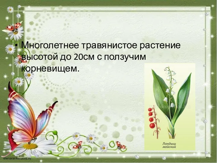 Многолетнее травянистое растение высотой до 20см с ползучим корневищем.