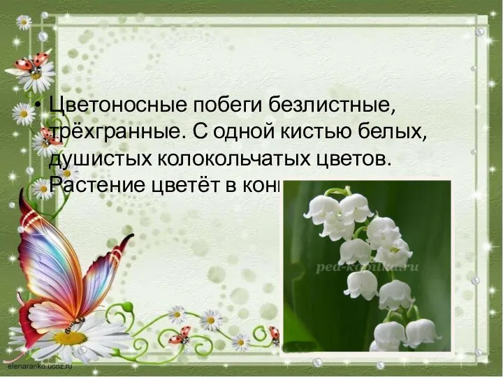 Цветоносные побеги безлистные, трёхгранные. С одной кистью белых, душистых колокольчатых цветов. Растение цветёт в конце мая.