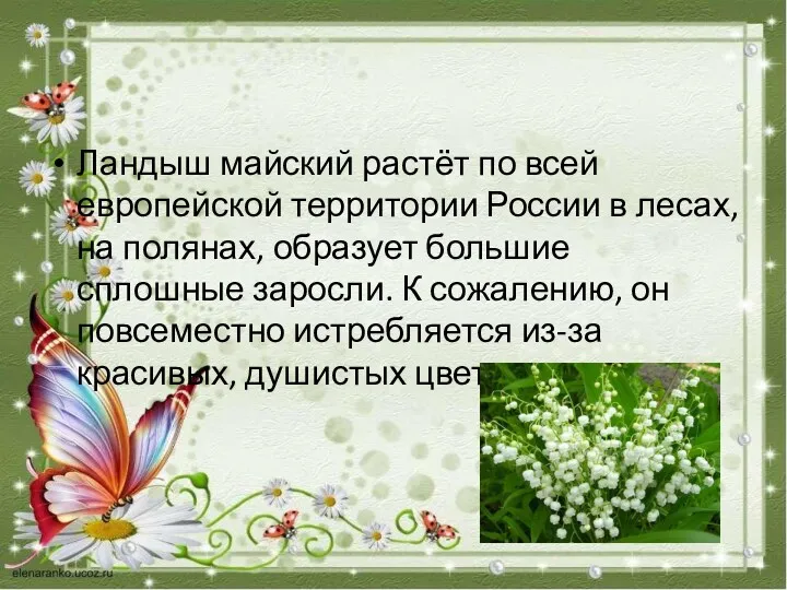 Ландыш майский растёт по всей европейской территории России в лесах,