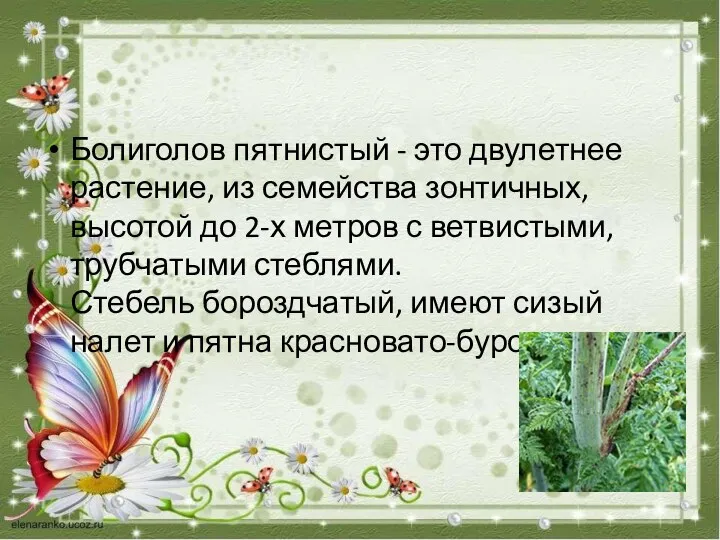 Болиголов пятнистый - это двулетнее растение, из семейства зонтичных, высотой