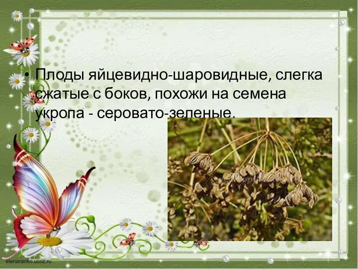 Плоды яйцевидно-шаровидные, слегка сжатые с боков, похожи на семена укропа - серовато-зеленые.