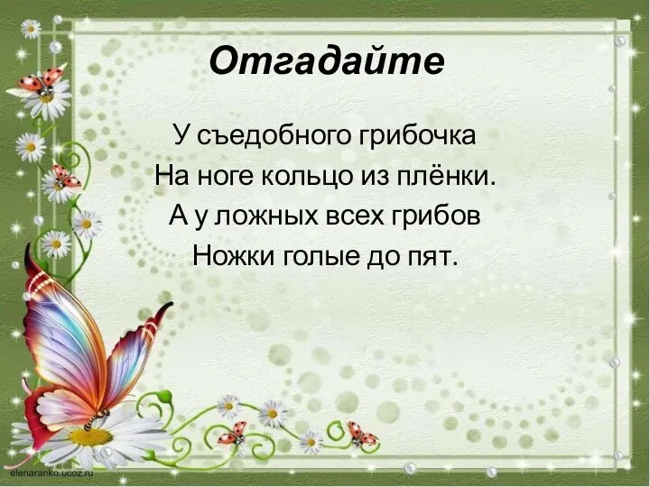 Отгадайте У съедобного грибочка На ноге кольцо из плёнки. А