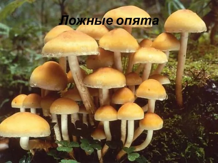 Ложные опята