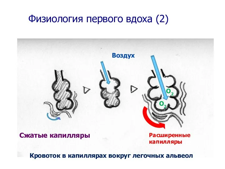 Физиология первого вдоха (2) Воздух Кровоток в капиллярах вокруг легочных