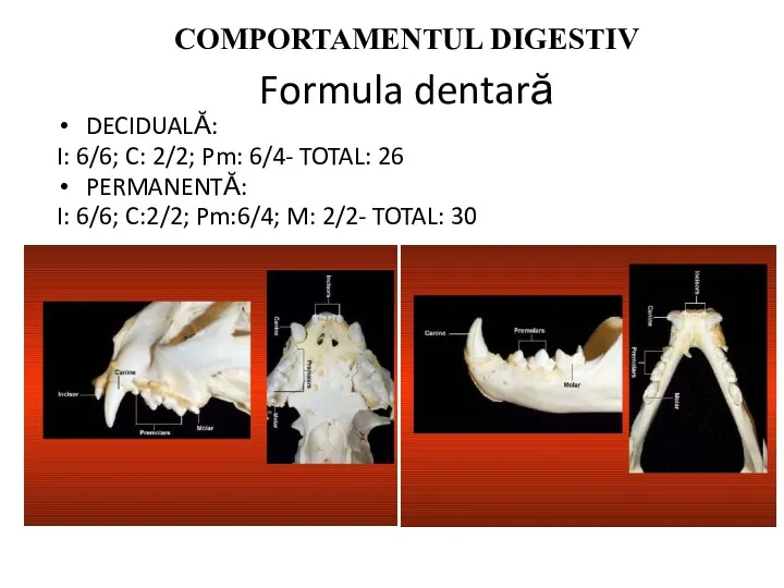 COMPORTAMENTUL DIGESTIV Formula dentară DECIDUALĂ: I: 6/6; C: 2/2; Pm: