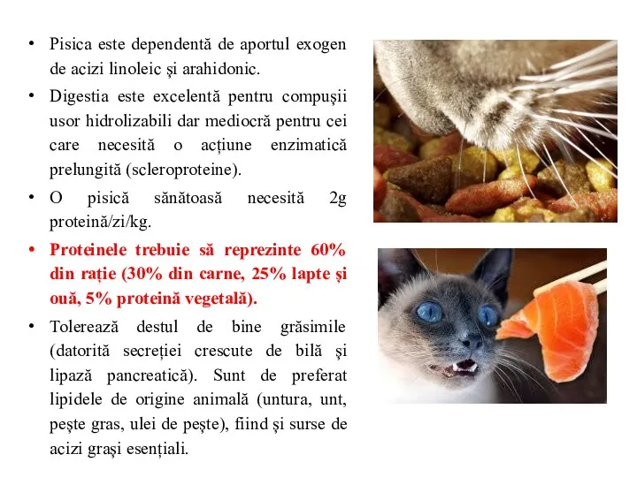 Pisica este dependentă de aportul exogen de acizi linoleic și