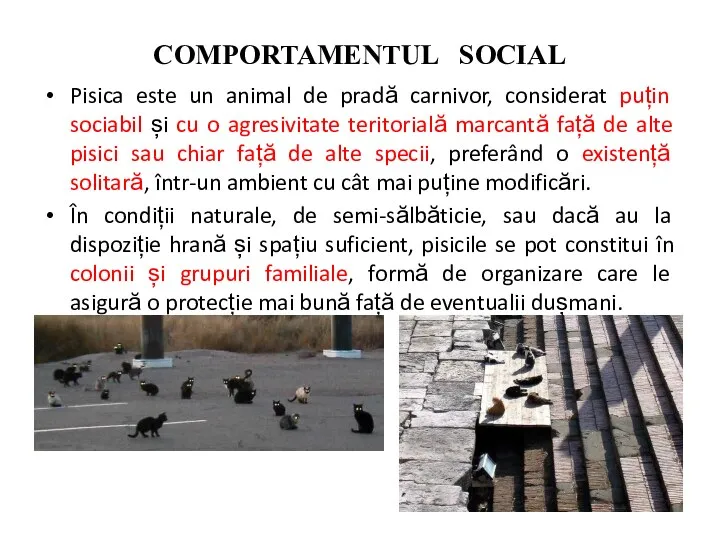 COMPORTAMENTUL SOCIAL Pisica este un animal de pradă carnivor, considerat