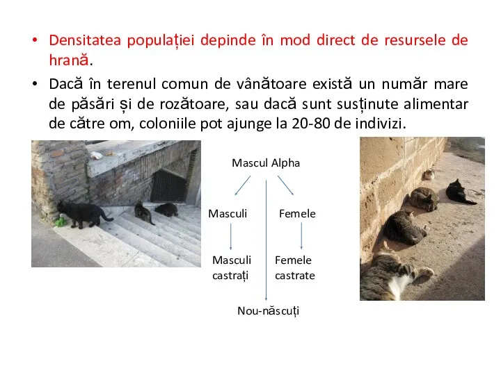 Densitatea populației depinde în mod direct de resursele de hrană.