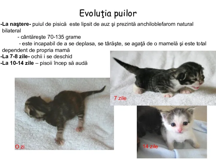 Evoluţia puilor La naştere- puiul de pisică este lipsit de