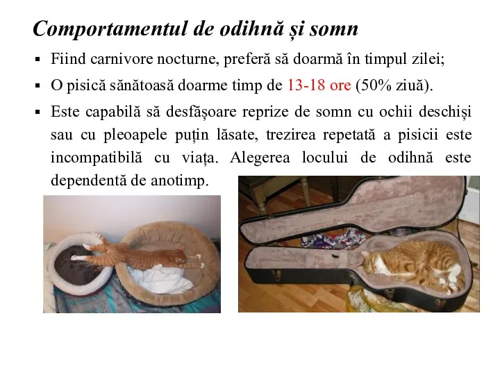 Comportamentul de odihnă și somn Fiind carnivore nocturne, preferă să