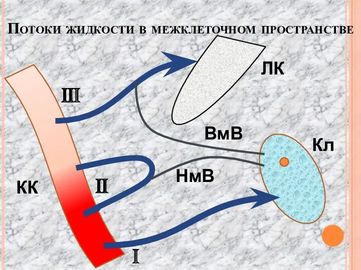 Потоки жидкости в межклеточном пространстве I II III КК ЛК Кл НмВ ВмВ