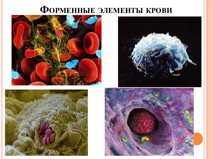 Форменные элементы крови