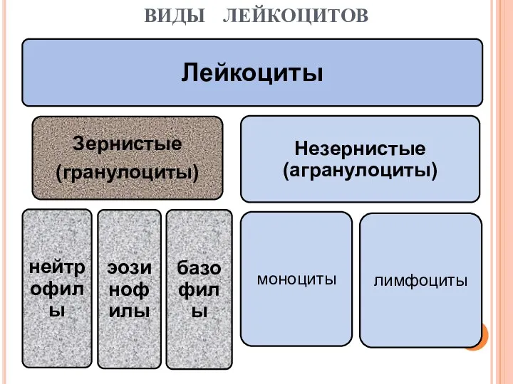 ВИДЫ ЛЕЙКОЦИТОВ