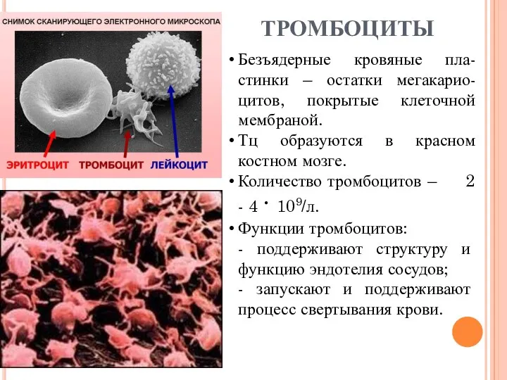 ТРОМБОЦИТЫ Безъядерные кровяные пла-стинки – остатки мегакарио-цитов, покрытые клеточной мембраной. Тц образуются в