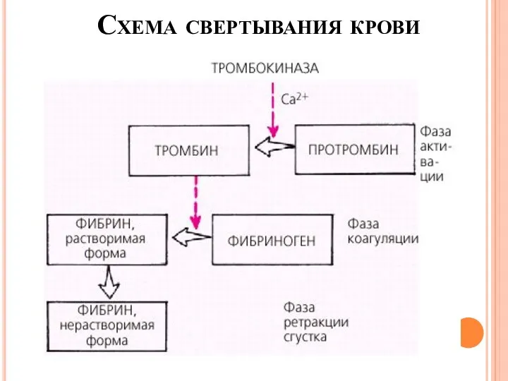 Схема свертывания крови