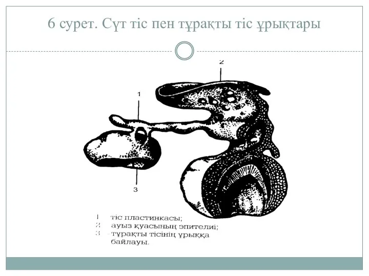 6 сурет. Сүт тiс пен тұрақты тiс ұрықтары