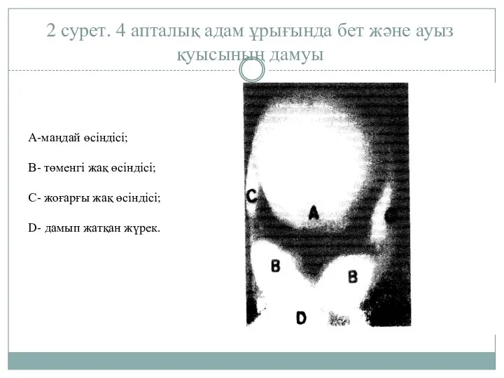 2 сурет. 4 апталық адам ұрығында бет және ауыз қуысының