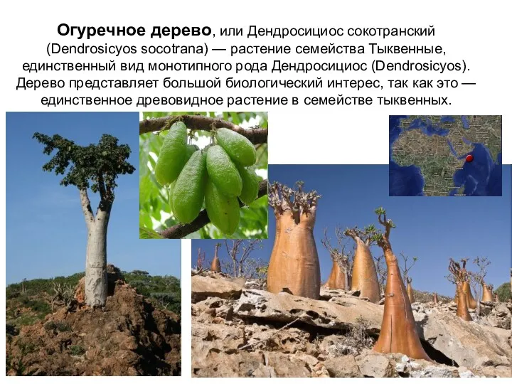 Огуречное дерево, или Дендросициос сокотранский (Dendrosicyos socotrana) — растение семейства