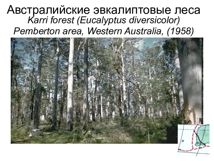 Австралийские эвкалиптовые леса Karri forest (Eucalyptus diversicolor) Pemberton area, Western Australia, (1958)