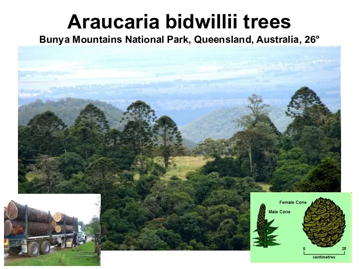 Araucaria bidwillii trees Bunya Mountains National Park, Queensland, Australia, 26°54'09"S 151°37'51"E, 865m altitudeDate26 December 2008