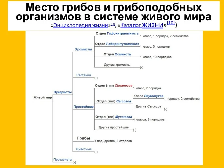 Место грибов и грибоподобных организмов в системе живого мира «Энциклопедия жизни»[9], «Каталог жизни»[10])