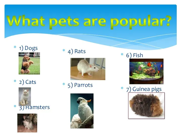 1) Dogs 2) Cats 3) Hamsters 4) Rats 5) Parrots