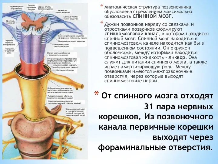 От спинного мозга отходят 31 пара нервных корешков. Из позвоночного