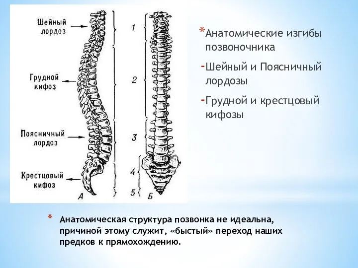 Анатомическая структура позвонка не идеальна, причиной этому служит, «быстый» переход