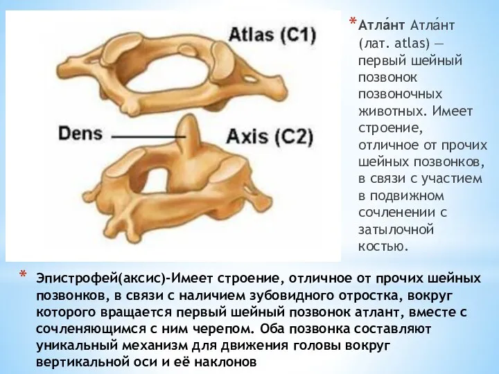 Эпистрофей(аксис)-Имеет строение, отличное от прочих шейных позвонков, в связи с