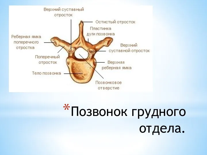 Позвонок грудного отдела.