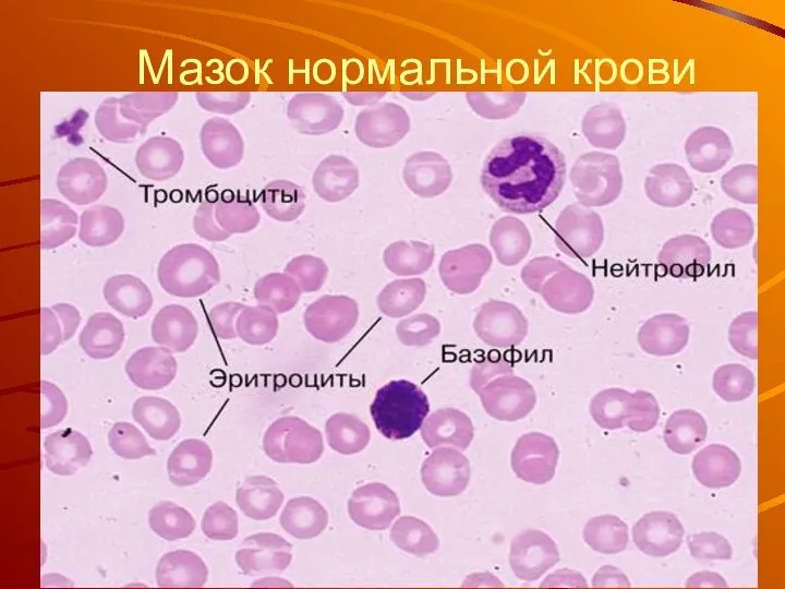 Мазок нормальной крови