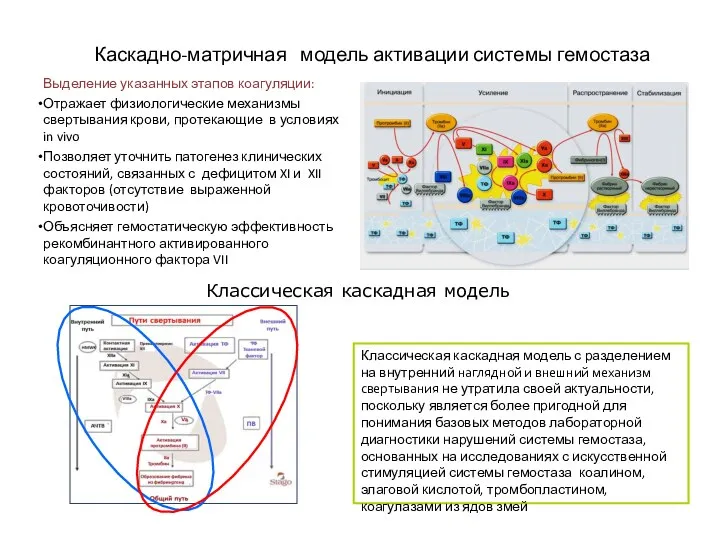 Каскадно-матричная модель активации системы гемостаза Выделение указанных этапов коагуляции: Отражает