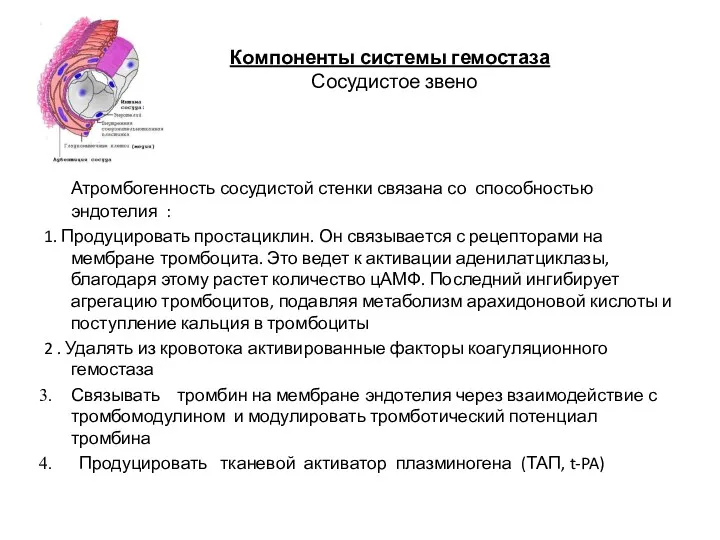 Компоненты системы гемостаза Сосудистое звено Атромбогенность сосудистой стенки связана со