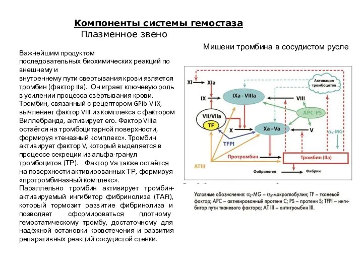 Мишени тромбина в сосудистом русле Важнейшим продуктом последовательных биохимических реакций