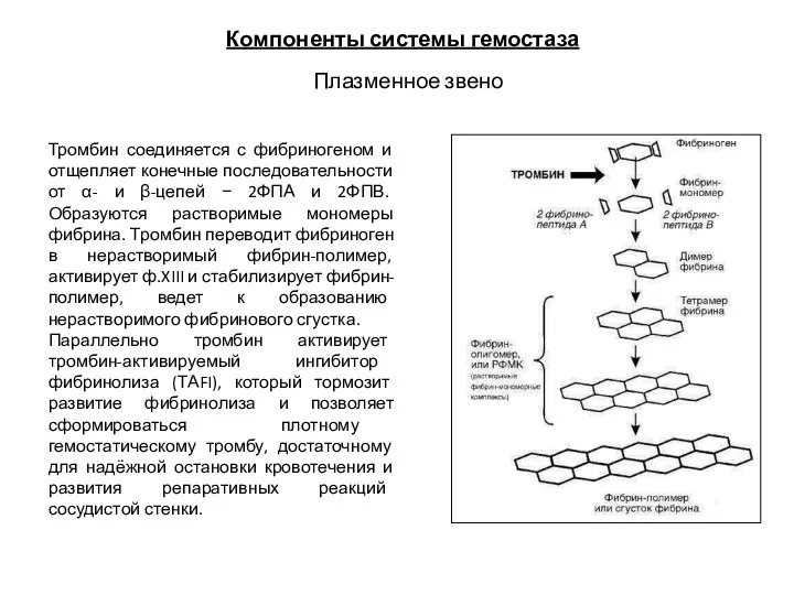 Компоненты системы гемостаза Плазменное звено Тромбин соединяется с фибриногеном и