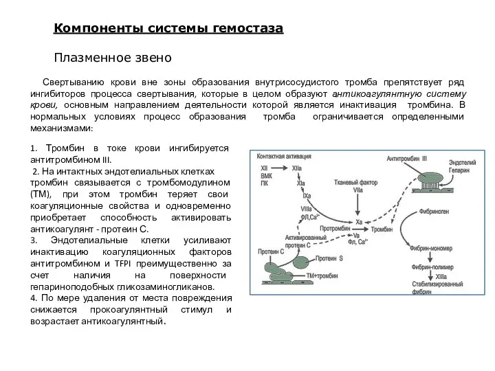 Свертыванию крови вне зоны образования внутрисосудистого тромба препятствует ряд ингибиторов