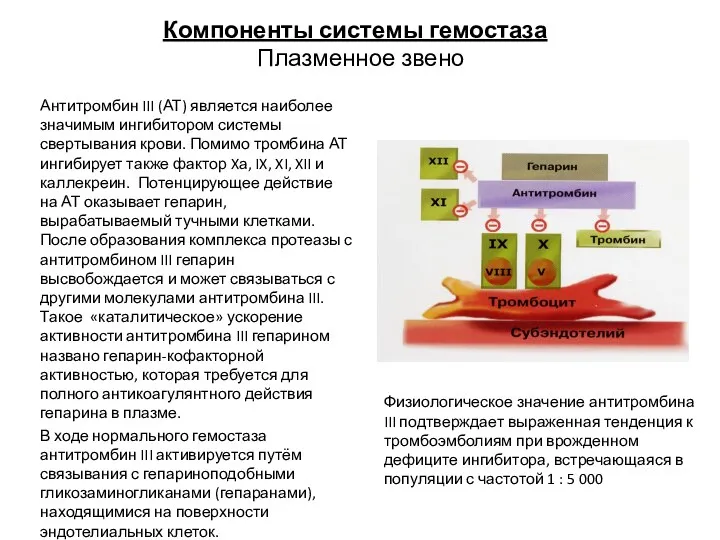 Компоненты системы гемостаза Плазменное звено Антитромбин III (АТ) является наиболее