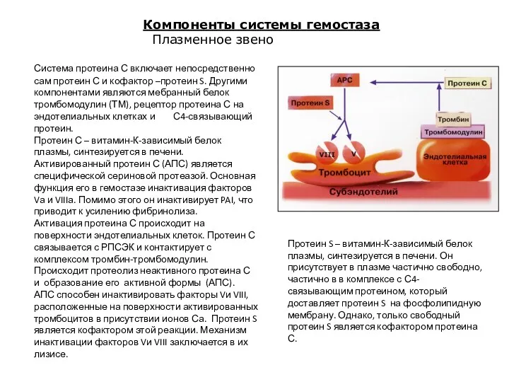 Система протеина С включает непосредственно сам протеин С и кофактор