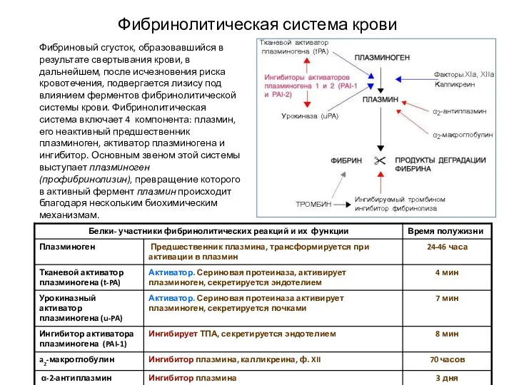 Фибринолитическая система крови Фибриновый сгусток, образовавшийся в результате свертывания крови,