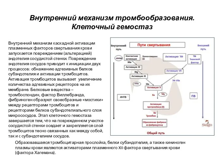 Внутренний механизм тромбообразования. Клеточный гемостаз Внутренний механизм каскадной активации плазменных