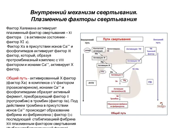 Внутренний механизм свертывания. Плазменные факторы свертывания Фактор Хагемана активирует плазменный