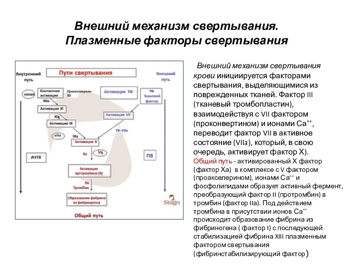 Внешний механизм свертывания. Плазменные факторы свертывания Внешний механизм свертывания крови