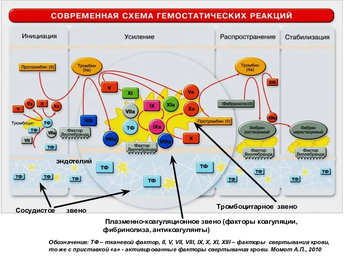 Сосудистое звено Тромбоцитарное звено Плазменно-коагуляционное звено (факторы коагуляции, фибринолиза, антикоагулянты)